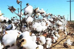 Cotton production reduced due to rains Mumbai news