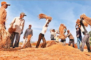 Crop varieties developed by the University