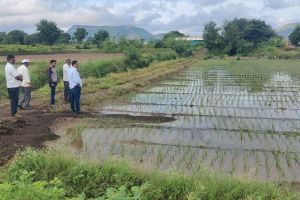 Crops on 38 thousand hectares were hit by heavy rains Chandwad Deola and Peth suffered the most damage