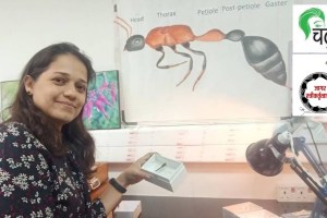 Nutan Karnik, Ant researcher Nutan Karnik, Ant,