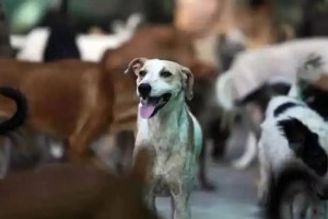 A dog was strangled and killed at an animal shelter Pune news