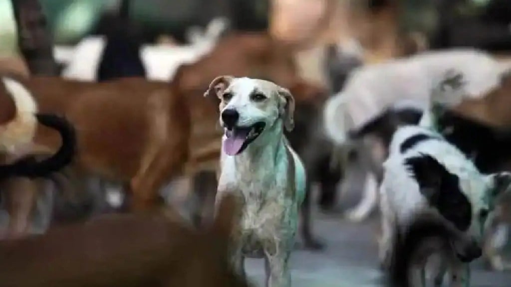 A dog was strangled and killed at an animal shelter Pune news