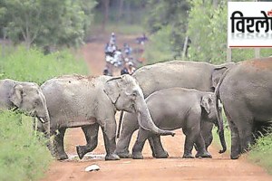 new method for elephants counting