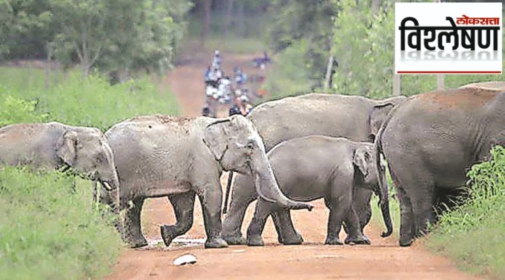 new method for elephants counting