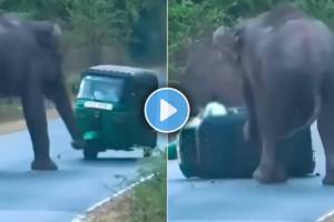 elephant viral video