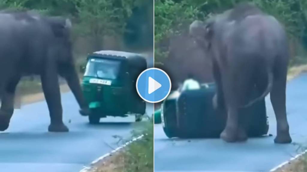 elephant viral video