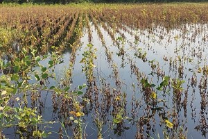 Damage to crops due to rain in Solapur district