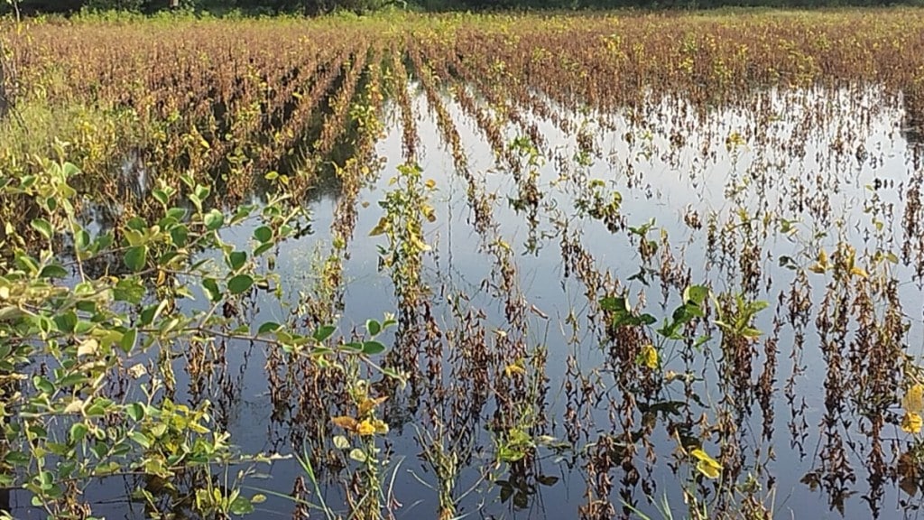 Damage to crops due to rain in Solapur district