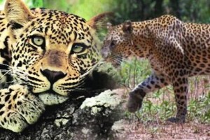 Leopard killed in territorial fight in surgana forest area