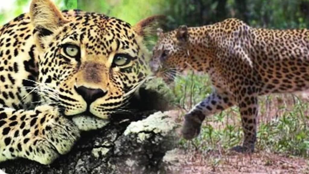 Leopard killed in territorial fight in surgana forest area