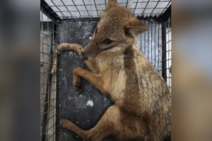 Fox dies due to rabies in Mumbai print news