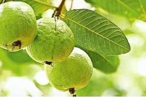 guava fruit farming