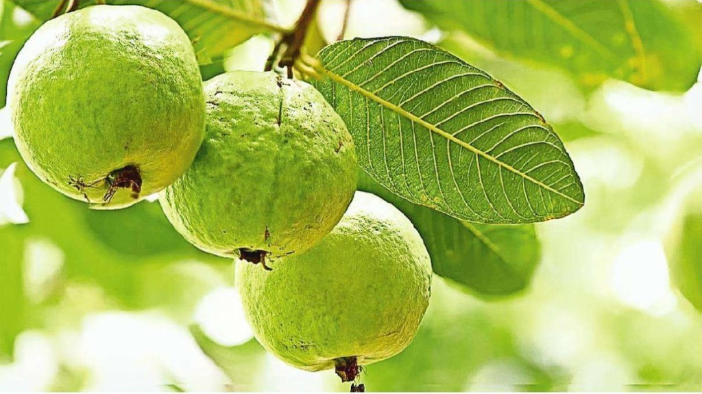 guava fruit farming