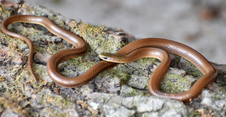 Himalayan Snake Photo: Virender Bharadwaj