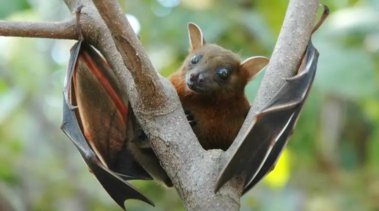 bats ( Photo Credit - Indian Express) 