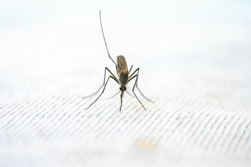 Anopheles mosquito identification