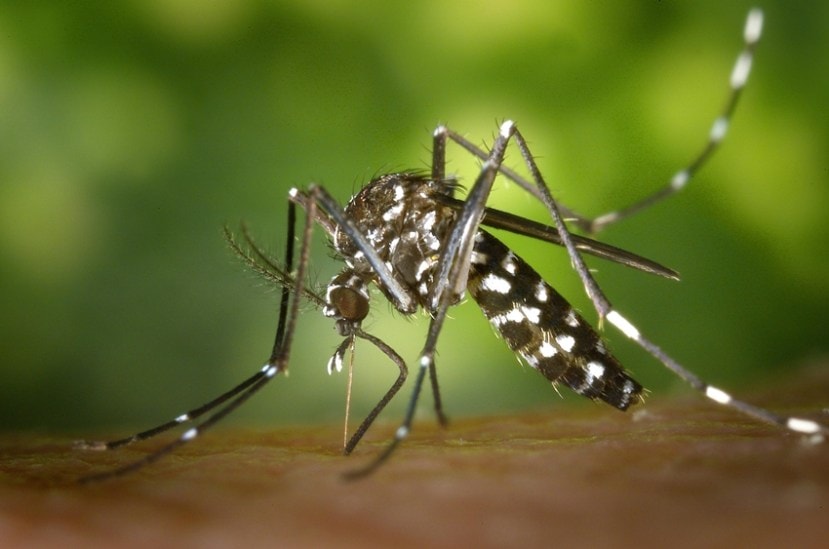 Dengue mosquitoes