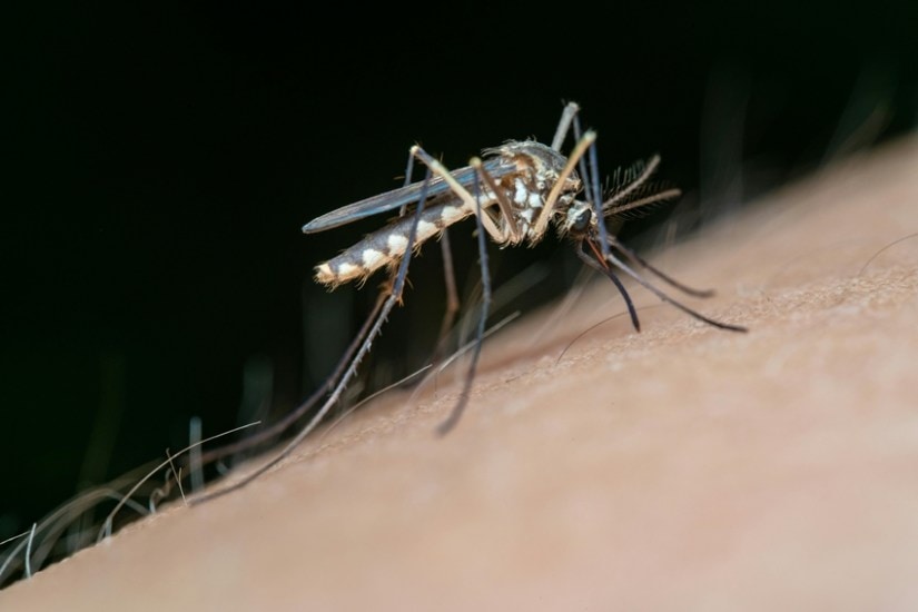 malaria mosquitoes