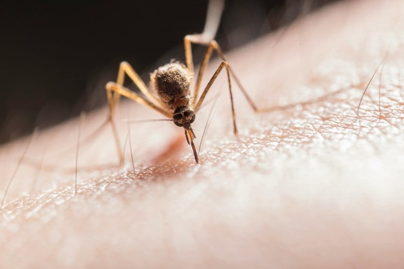 Malaria transmission prevention