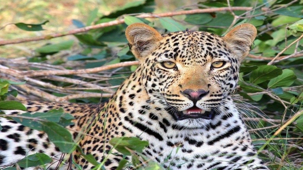 leopards body found in well in Mhasrul tied with heavy iron objects