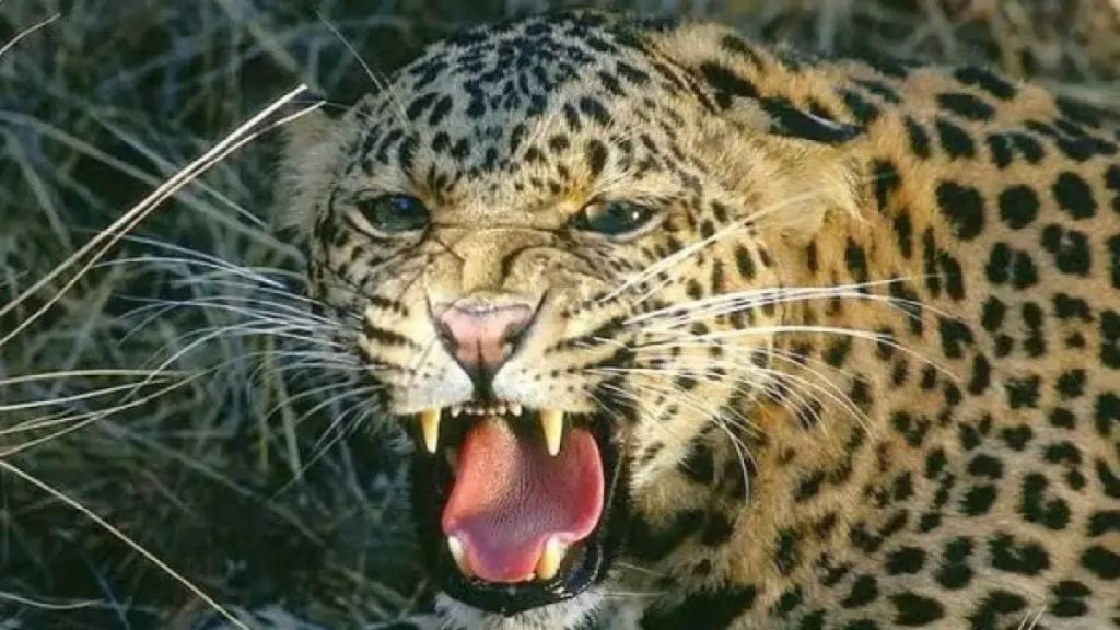 in nagpur leopard attacks reached double figures in last five years death rate increasing