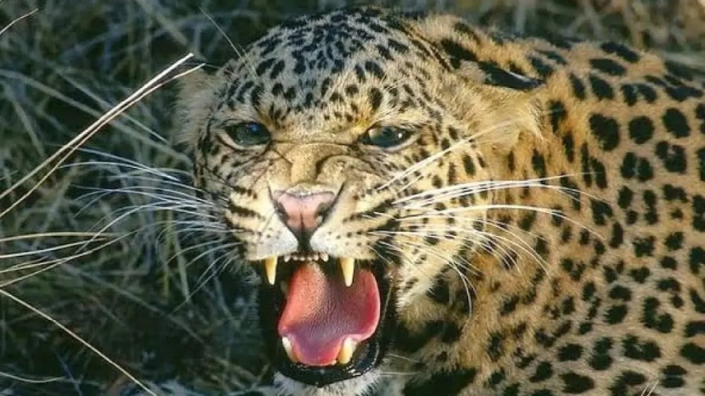 Leopard attack on vehicles in Mohol taluka Buldhana