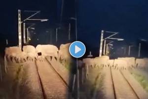 loco pilots applied emergency brakes 60 elephants crossing the railway tracks