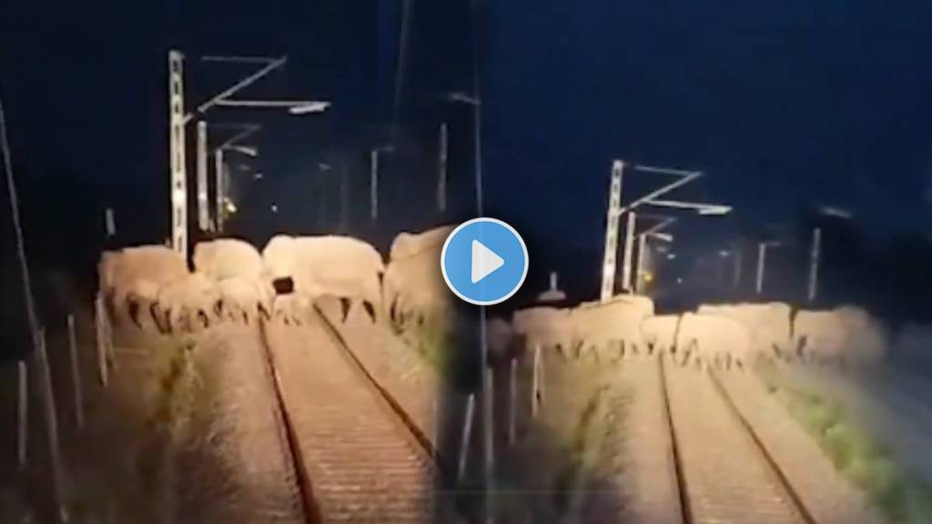 loco pilots applied emergency brakes 60 elephants crossing the railway tracks