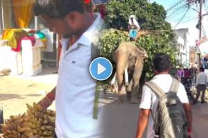 man fed a bunch of bananas to an elephant