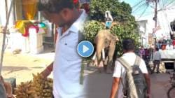 Viral Video : मार्केटमध्ये आलेल्या हत्तीला त्याने खाऊ घातली केळी; पाहा हत्तीच्या डोळ्यातील तो आनंद