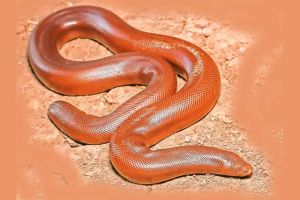 mandul snake that is sold for lakhs of rupees is given life