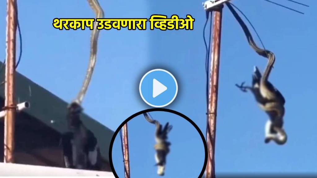 python attack crow in air video