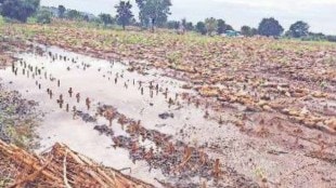 crops damage in Maharashtra