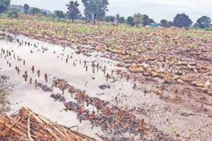 crops damage in Maharashtra