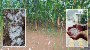 heavy rain with lightning damage kharif crops along with grapes in sangli