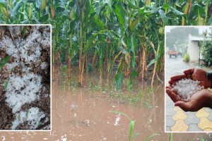 heavy rain with lightning damage kharif crops along with grapes in sangli