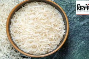 rice price drop global market