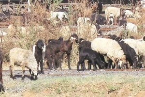 Accident involving goods truck and sheep in Nandurbar district