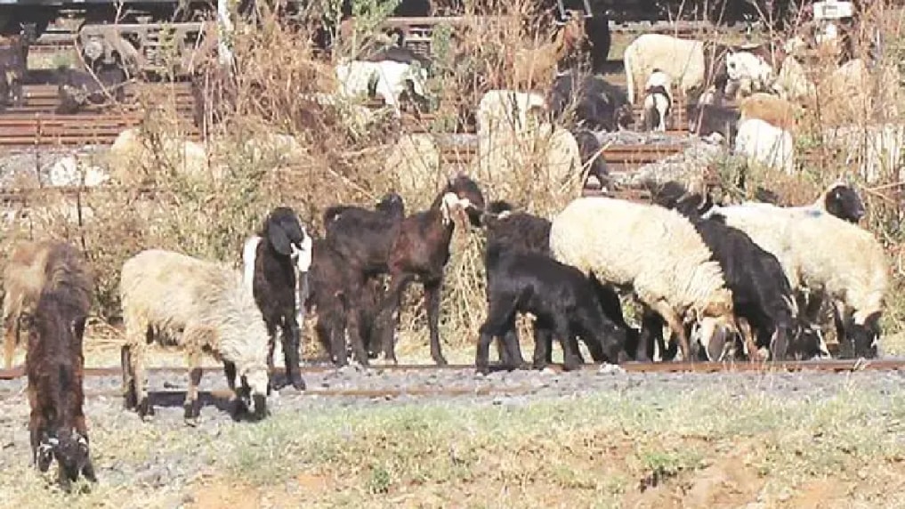 Accident involving goods truck and sheep in Nandurbar district