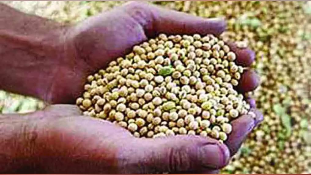 8.12 lakh tonnes of soybeans were procured at guaranteed prices 37 lakh sold privately