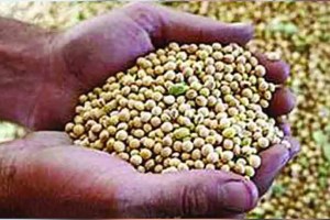 Farmers Complaints Regarding Soybean Guaranteed Price and Procurement Centre karad