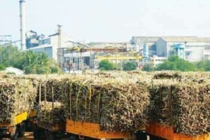 leaders linked to sugar mills in maharashtra polls 2024