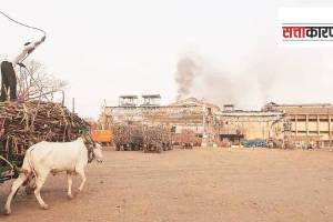 sugar factory lobbies, maharashtra assembly election 24, candidates