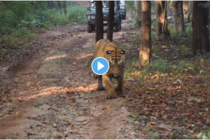 Chota Matka a tiger from the Tadoba Andhari Tiger Project gave a glimpse to the tourists