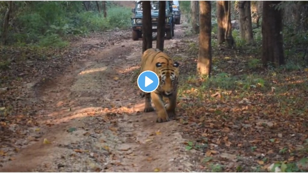 Chota Matka a tiger from the Tadoba Andhari Tiger Project gave a glimpse to the tourists