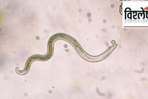 tapeworms pills effect on body