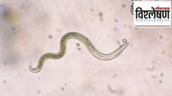 Tapeworm Pills : लठ्ठपणा कमी करण्यासाठी टेपवर्मचा वापर? त्याचा शरीरावर किती घातक परिणाम?