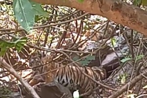 tigers existence in sahyadri belt