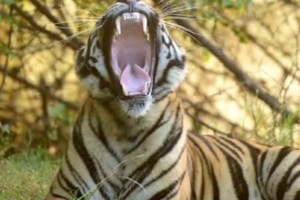 tiger upset with tourists in tadoba andhari tiger project