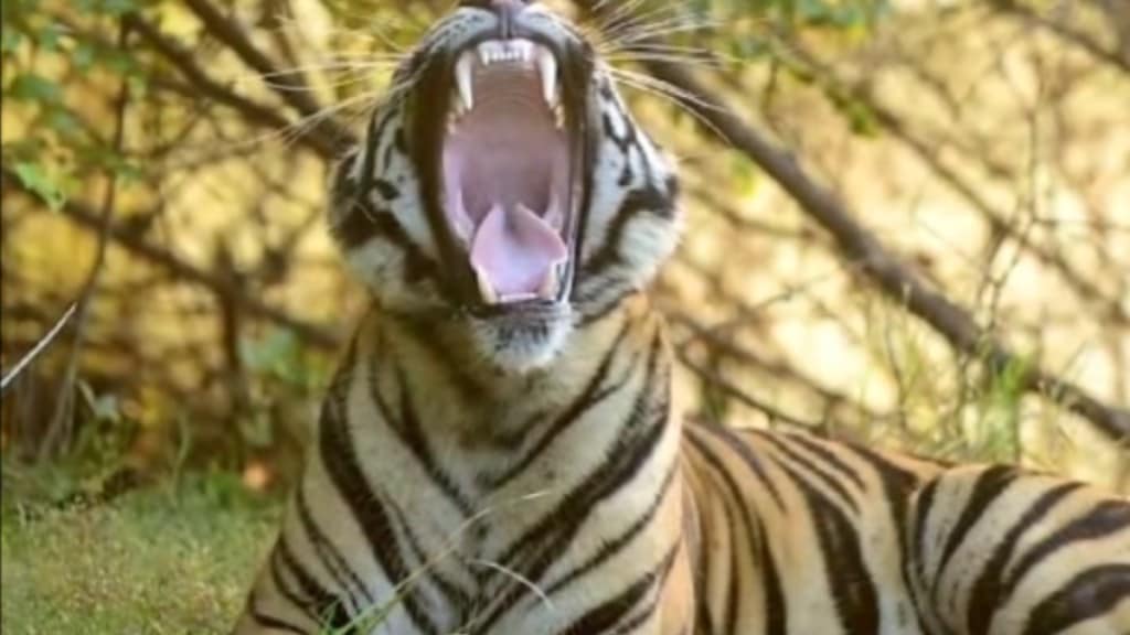 tiger upset with tourists in tadoba andhari tiger project